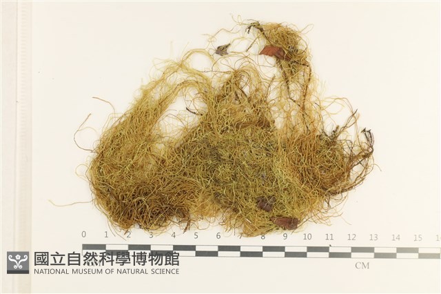 登錄號:B00013077藏品圖，第1張