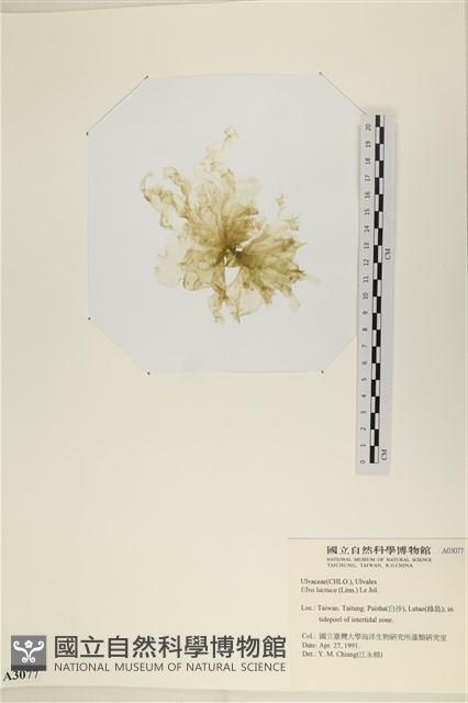 大石蓴, 石蓴藏品圖，第3張