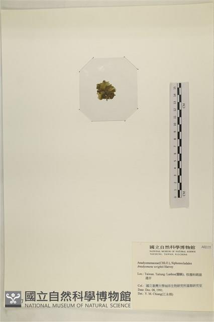 浮網藻, 肋葉藻藏品圖，第3張