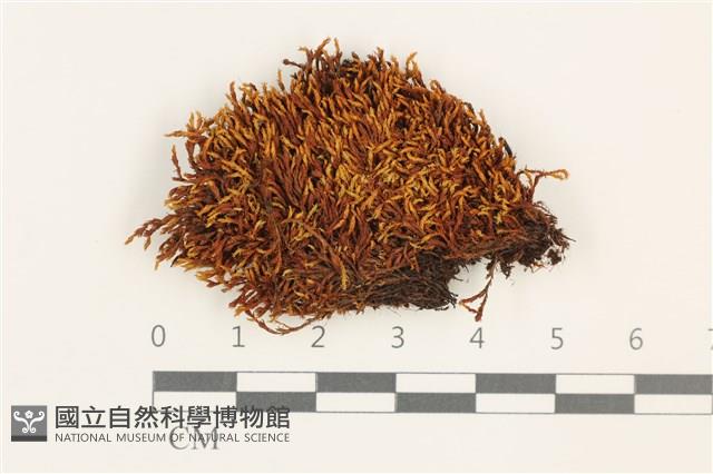 狹葉扭口蘚藏品圖，第1張