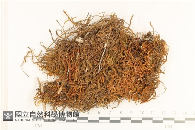 齒邊廣萼苔藏品圖，第1張