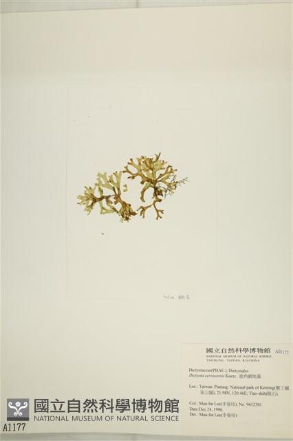 鹿角網地藻藏品圖，第3張