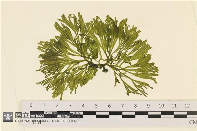 登錄號:A00005577藏品圖，第1張