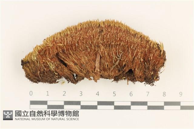 登錄號:B00012477藏品圖，第1張