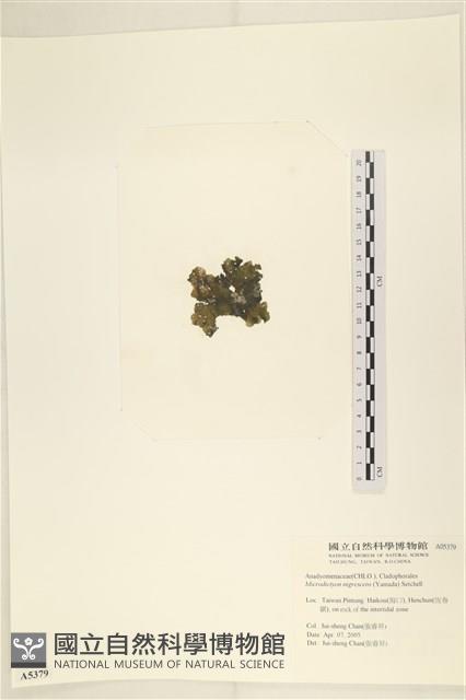 黑葉小網藻藏品圖，第3張