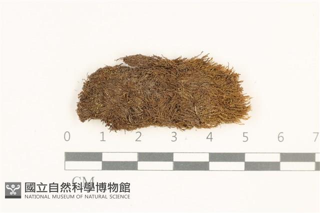 鈍頭紅葉蘚藏品圖，第1張