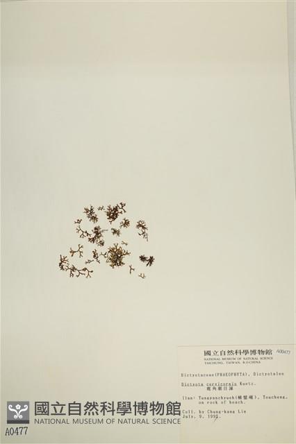 鹿角網地藻藏品圖，第3張