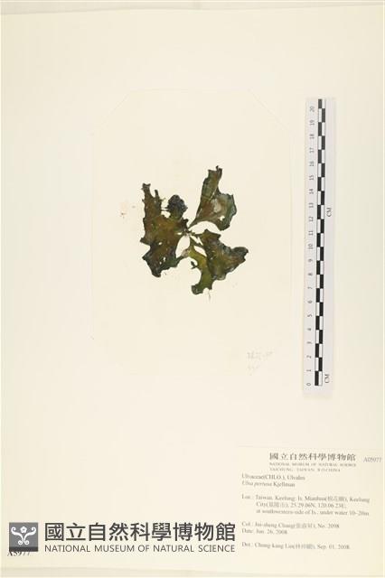 石蓴藏品圖，第3張