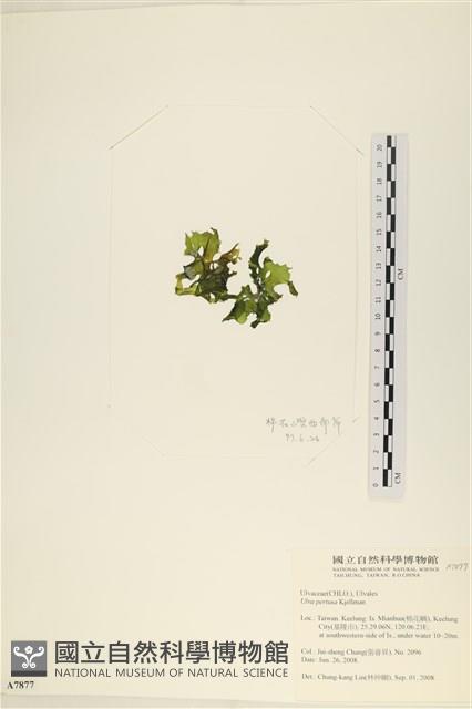 石蓴藏品圖，第3張