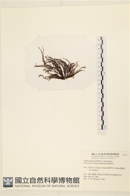 小毛孢藻, 小鹿角苔藏品圖，第3張