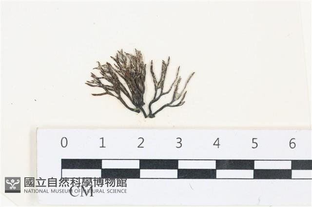 登錄號:A00002777藏品圖，第1張