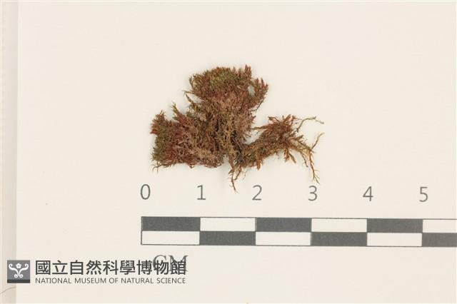 扭口蘚藏品圖，第1張