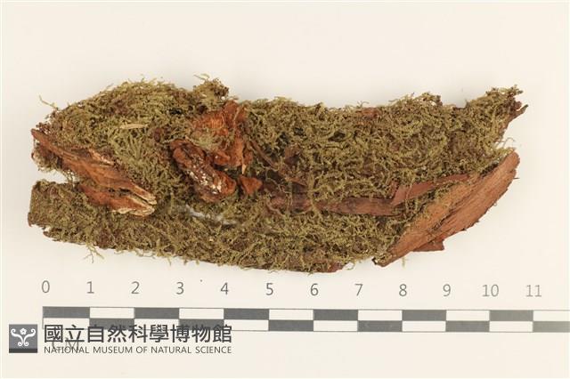 登錄號:B00019777藏品圖，第1張