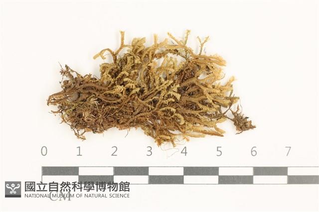 登錄號:B00019617藏品圖，第1張