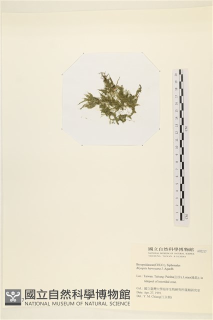 偏列羽藻藏品圖，第3張