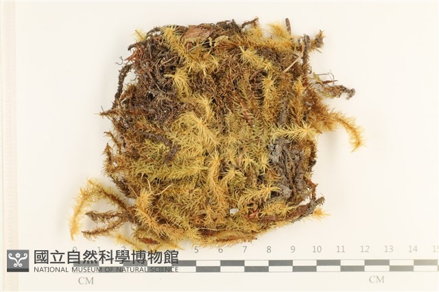 大熱澤蘚藏品圖，第1張