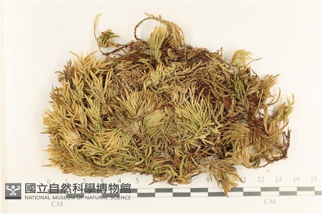 登錄號:B00017217藏品圖，第1張