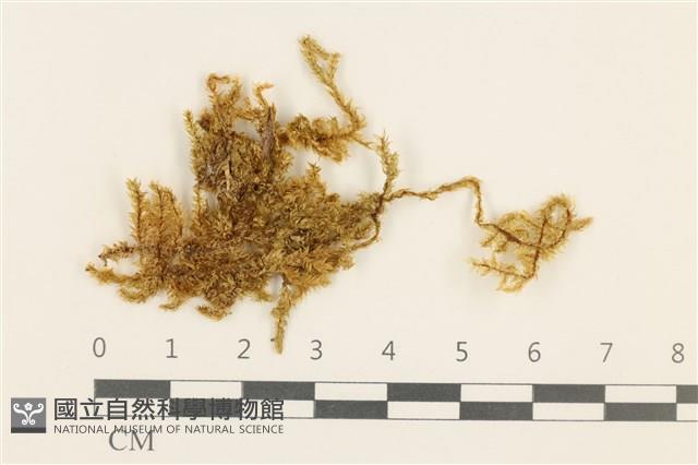 登錄號:B00005217藏品圖，第1張