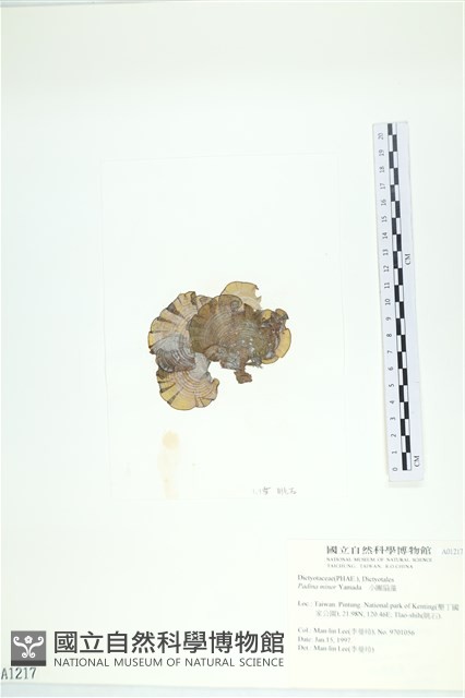 小團扇藻藏品圖，第3張