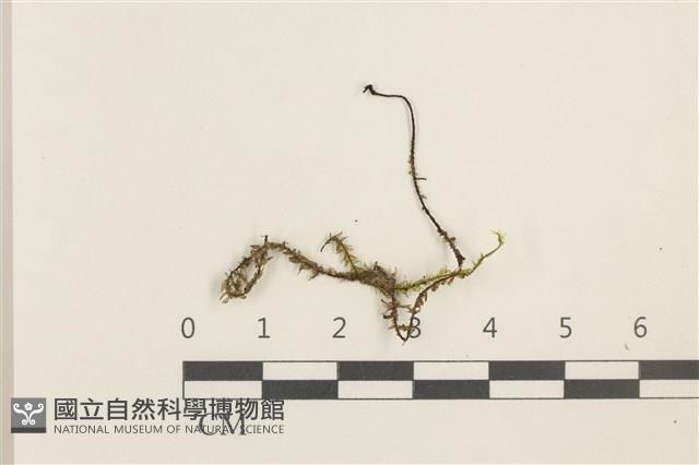 登錄號:B00020217藏品圖，第1張