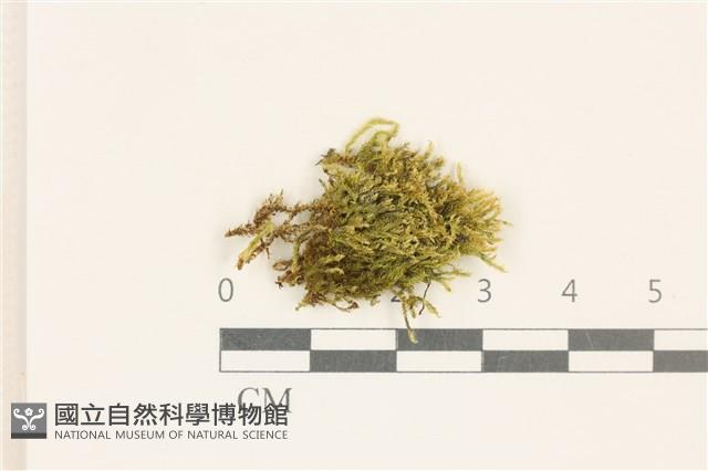 細葉櫛葉蘚, 毛葉梳蘚藏品圖，第1張