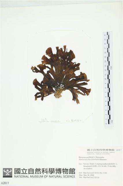 多扇藻藏品圖，第1張