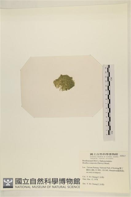 布氏藻藏品圖，第3張