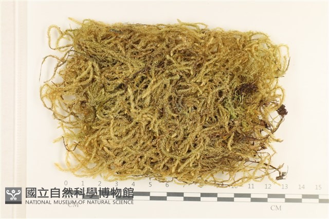 登錄號:B00006117藏品圖，第1張