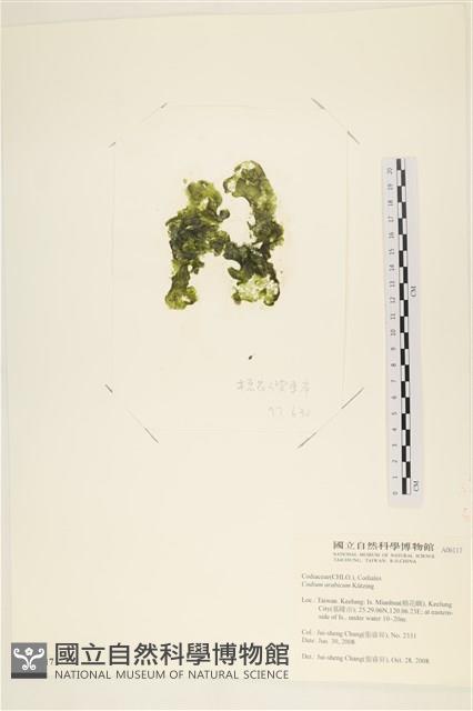 阿拉伯松藻藏品圖，第3張