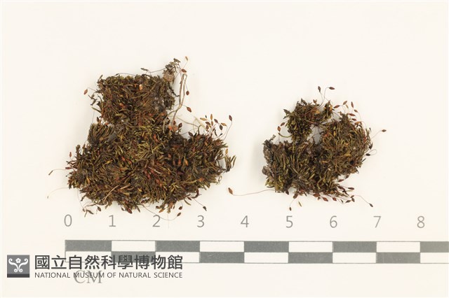 登錄號:B00004117藏品圖，第1張