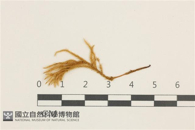 溪邊青蘚藏品圖，第1張