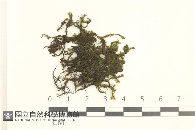 鞭苔,三裂鞭苔藏品圖，第1張