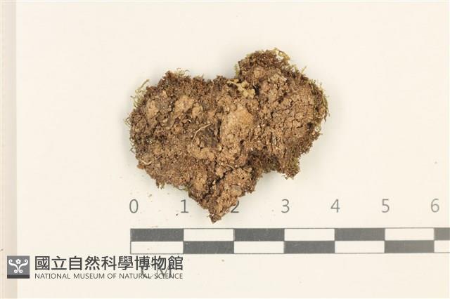 多胞裂萼苔藏品圖，第1張