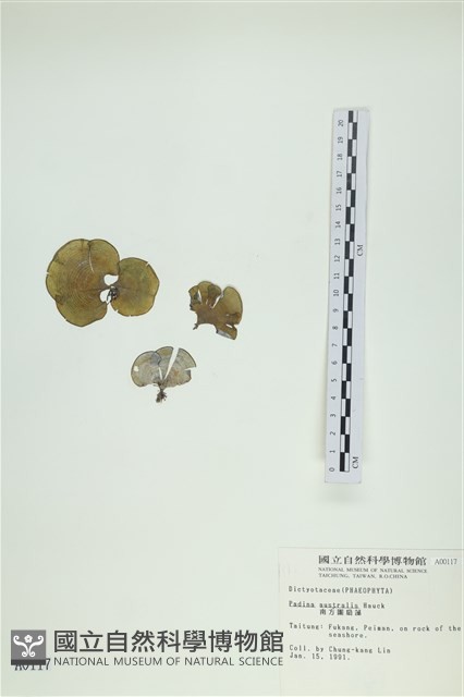 南方團扇藻藏品圖，第1張