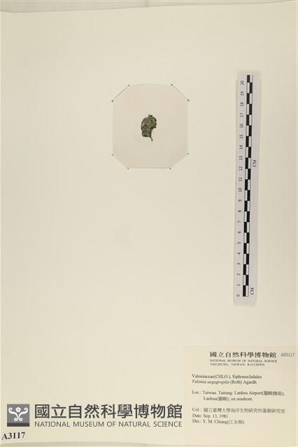 法囊藻藏品圖，第3張