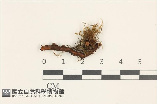登錄號:B00019517藏品圖，第1張