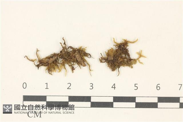 柳葉蘚藏品圖，第1張