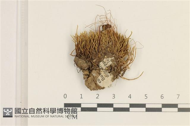 銀蘚藏品圖，第1張