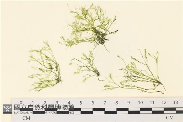 Accession Number:A00000517 Collection Image, Figure 1, Total 3 Figures