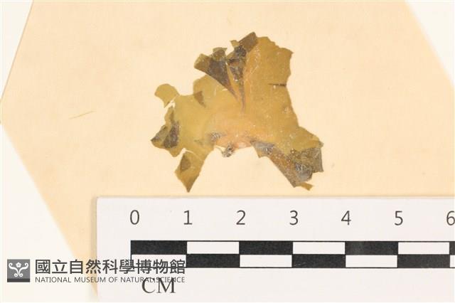 大石蓴, 石蓴藏品圖，第1張