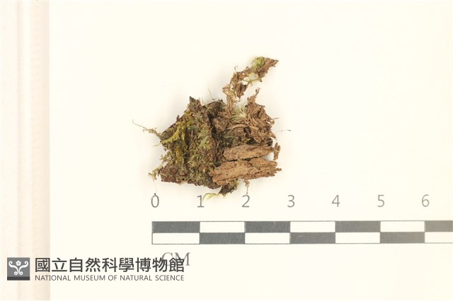 小裂萼苔藏品圖，第1張