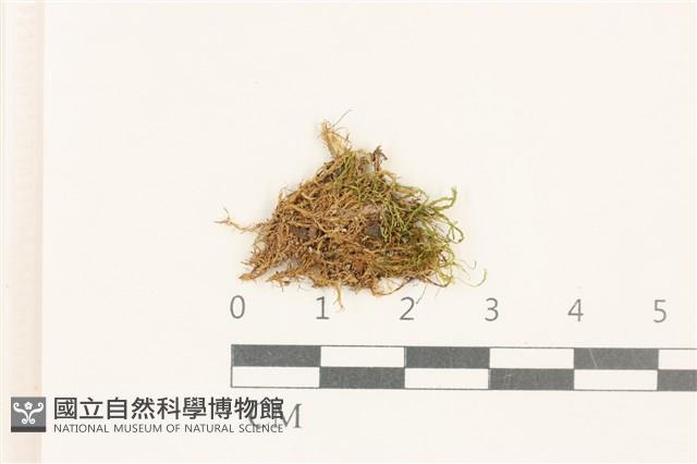 假狗牙蘚藏品圖，第1張