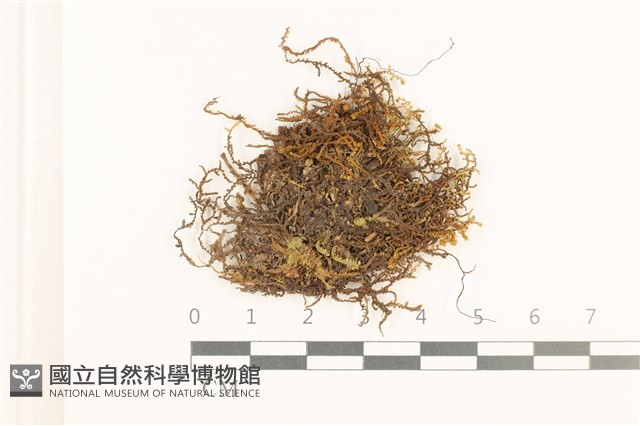 鰓葉苔藏品圖，第1張