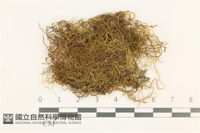 鞭枝懸蘚藏品圖，第1張