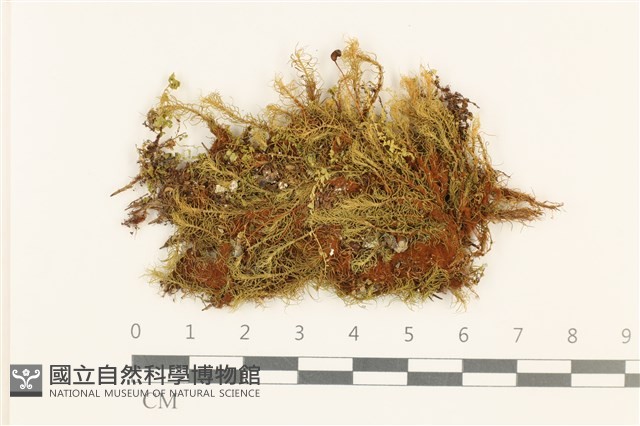 梨蒴珠蘚長形變種藏品圖，第1張