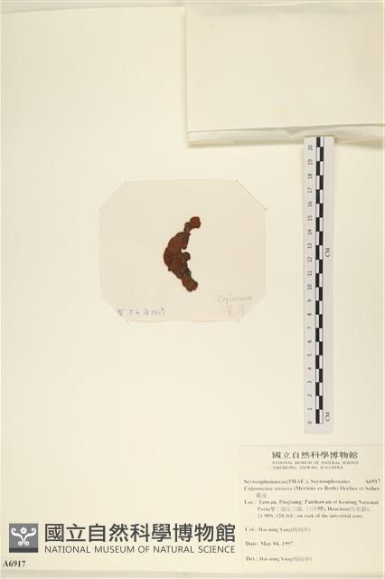 袋苔, 囊藻藏品圖，第3張