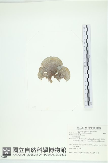 南方團扇藻藏品圖，第3張