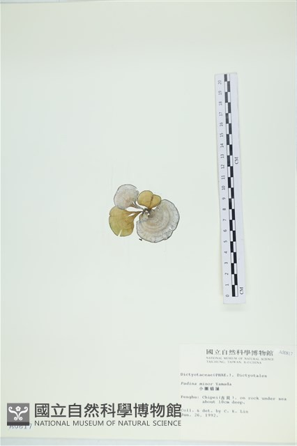 小團扇藻藏品圖，第3張