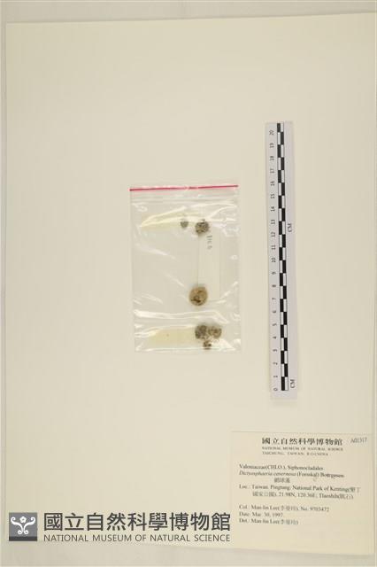 網球藻藏品圖，第3張