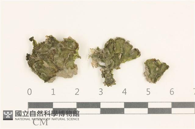 登錄號:B00011717藏品圖，第1張